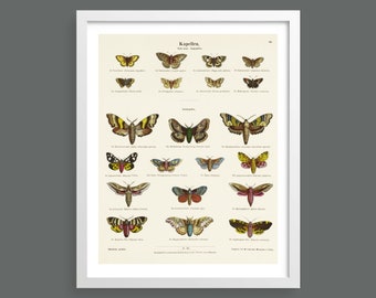 Vintage butterfly and moths chart art print