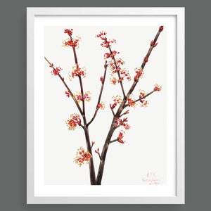 Red Maple (Acer Rubrum) by Mary Vaux Walcott | Vintage botanical watercolour illustration | Home decor | Giclée print