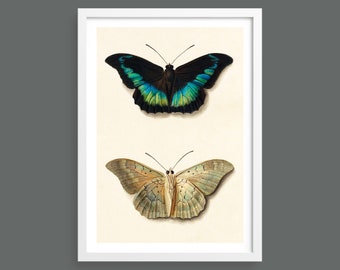 Two views of a butterfly | Nature prints, insect, botanical, wall art, room decor, vintage print, watercolour | High quality print