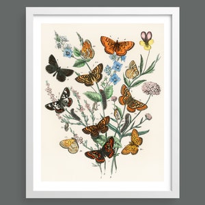 Schmetterlinge & Motten | Vintage-Illustration | Schmetterlingskarte | Naturdruck, Insekten, Botanik, Raumdekor, botanischer Druck