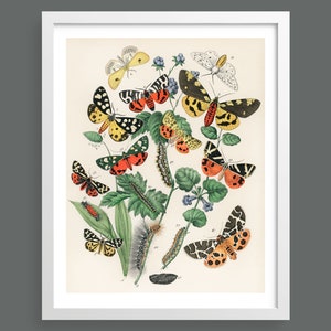 Vintage Europäische Schmetterlinge & Motten | Vintage-Illustration | Schmetterlingskarte | Naturdruck, Insekten, Botanik, Raumdekor, botanischer Druck