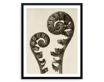 Stampa di felce scudo: fotografia botanica d'epoca, in bianco e nero