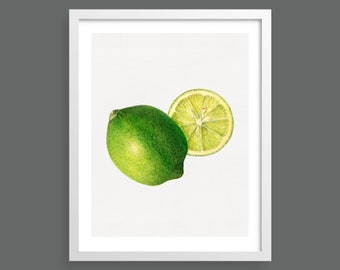 Limes | Vintage botanical fruit print | Wall art, room decor, vintage print, watercolour