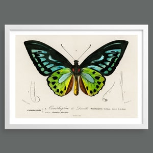 Ilustração de borboleta vintage | Gráfico de borboletas | Impressões da natureza, insetos, botânica, arte de parede, decoração de quarto, impressão botânica | Impressão Giclée