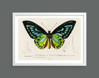 Vintage butterfly illustration | Butterfly chart | Nature prints, insects, botany, wall art, room decor, botanical print | Giclée print