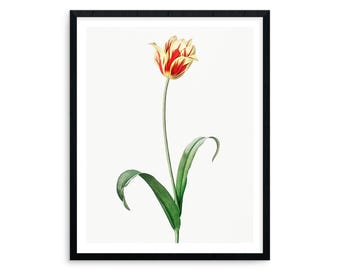 Botanical Wall Art Print: Vintage Tulip Illustration - Redouté Style