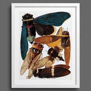 Cicadas by EA Seguy | Insect botanical fine art | Vintage Art Deco illustration | Natural history wall art & room decor | Rare antique print