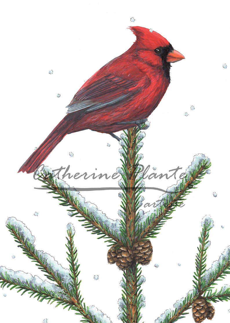 Greeting Card Northern Cardinal 7 x 5 in High Resolution Print Artwork reproduction Nature, Illustration, Spruce, Botanical, Art. image 2