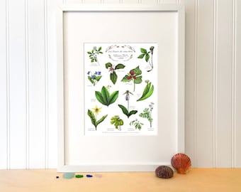 Educational poster Native Woodland Wild Flowers, trout lily, trillium, Forest. Reproduction botanical illustration. Nature wall decoration