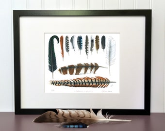 Art print - Feather Collection - 8 x 10 in - Signed, limited edition giclee on coton paper - Birds, Collection, Nature Illustration, Art.