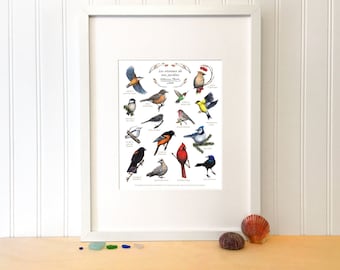 Educational poster The birds of our gardens, Cardinal, Titmouse, Blue jay, Blackbird. Reproduction animal illustration. Wall decoration