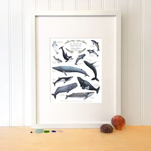 Educational poster Cetaceans of the St. Lawrence, Whale, Dolphin, Porpoise, Beluga. Reproduction illustration. Nautical, marin decoration