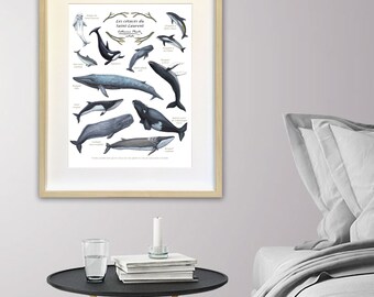 Educational poster Cetaceans of the St. Lawrence, Whale, Dolphin, Porpoise, Beluga. Reproduction illustration. Nautical, marin decoration