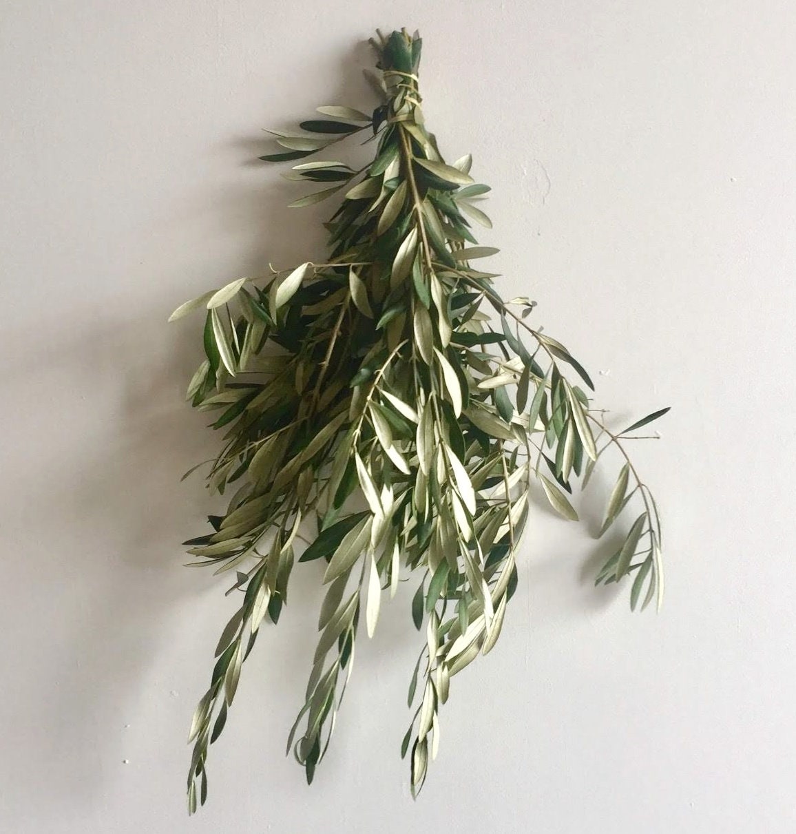 Fresh Olive Bunch Olive Branches Olive Leaf Branches Etsy