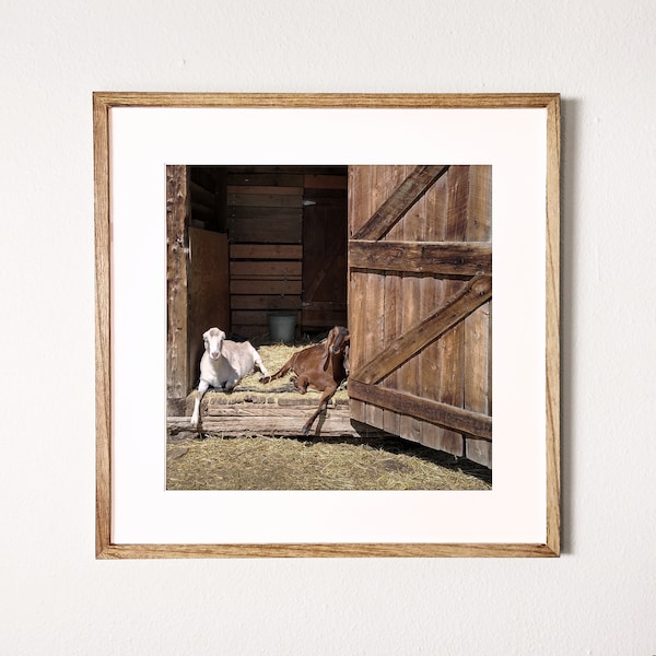 Goats in a barn digital art print, farm photograph, farm art, goat art, animal art