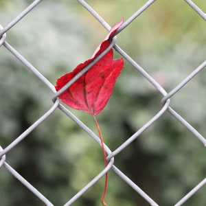 Leaf Image, Red Leaf on the Fence, Fall, Instant Digital Download, Photography, Wall Art