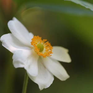 Anemone, Weiße Anemone, Japanische Anemone, Blumen, Windblumen, Digitales Bild, Sofort Download, Wandkunst