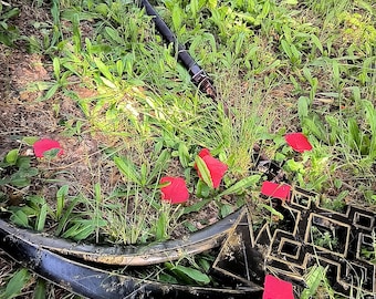 May include: A black car emblem and other car parts are scattered in the grass, with red flower petals scattered around. A black cylindrical object is also present. The scene is outdoors.