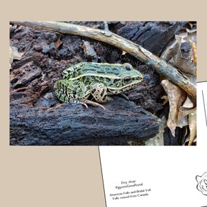 Frog forest nature postcard