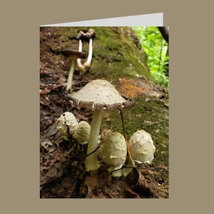 May include: A greeting card showing a photograph of several mushrooms growing on a tree trunk. The mushrooms have white and brown caps and stems, with a textured appearance. The background is a mix of green moss and brown wood.