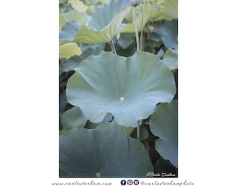 Lotus Flower Leaf Vertical Digital Print, Kenilworth Aquatic Gardens in Washington, DC | Printable Wall Art Photography, Instant Download
