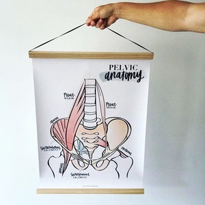 Pelvic Anatomy Poster | Spine | ANS | Spinal Column | Chiropractor | Hand Lettered | Anatomy | Psoas | Piriformis