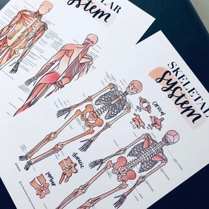 Muscular System + Skeletal System Poster Anatomy Chart Bundle