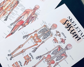 Muscular System + Skeletal System Poster Anatomy Chart Bundle