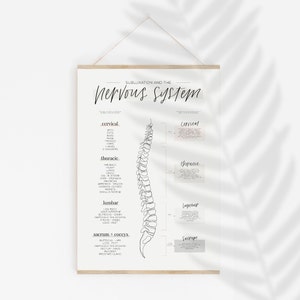 Chiropractic Subluxation and the Nervous System Poster