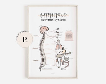 Autonomic Nervous System - Anatomy Poster for Chiropractors