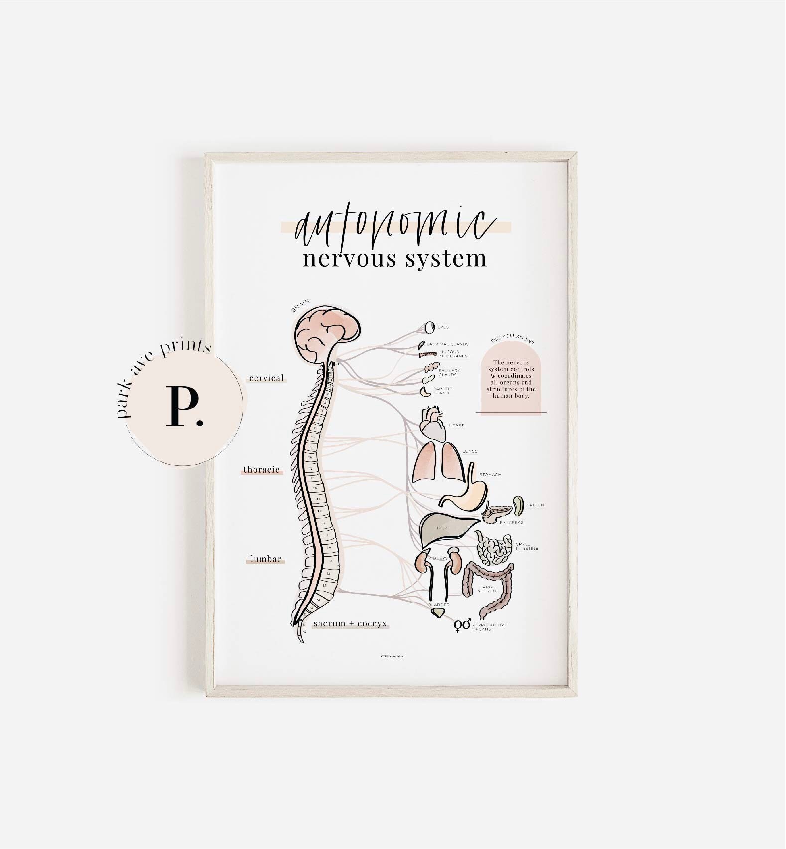 Autonomic Nervous System - Anatomy Poster for Chiropractors - Etsy Canada