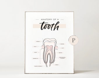 Tooth Anatomy Dentist Poster | Dental Hygienist