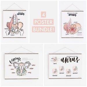 Female Pelvic Anatomy Bundle // Includes 4 posters - Female Anatomy + Positions of the Uterus / Midwife / Pregnancy / Birth