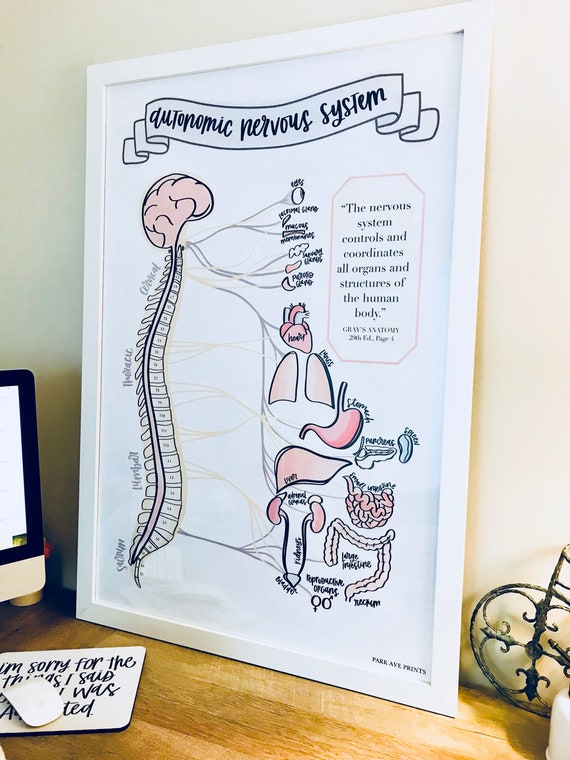 Chiropractic Spine Chart