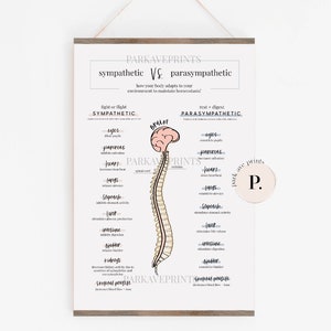 New! Sympathetic Vs. Parasympathetic Poster