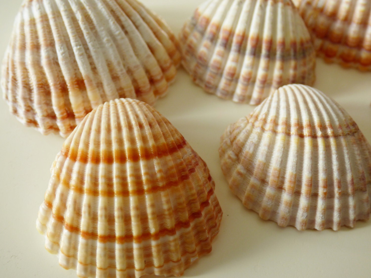 Coquillages, Décoration Naturelle, Fournitures Pour Cadres, Créatives, Fourniture Mosaïque, Nautique