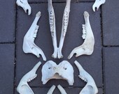 Real ram vertebrae animal jaw bones Gothic charms beads skeleton Taxidermy steam punk head skulls voodoo jewellery necklace costume vampire
