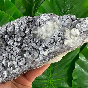 May include: A hand holds a natural mineral specimen. The rock features clusters of metallic gray galena crystals and clear quartz crystals. The mineral sits on a light-colored matrix, with a backdrop of green leaves.