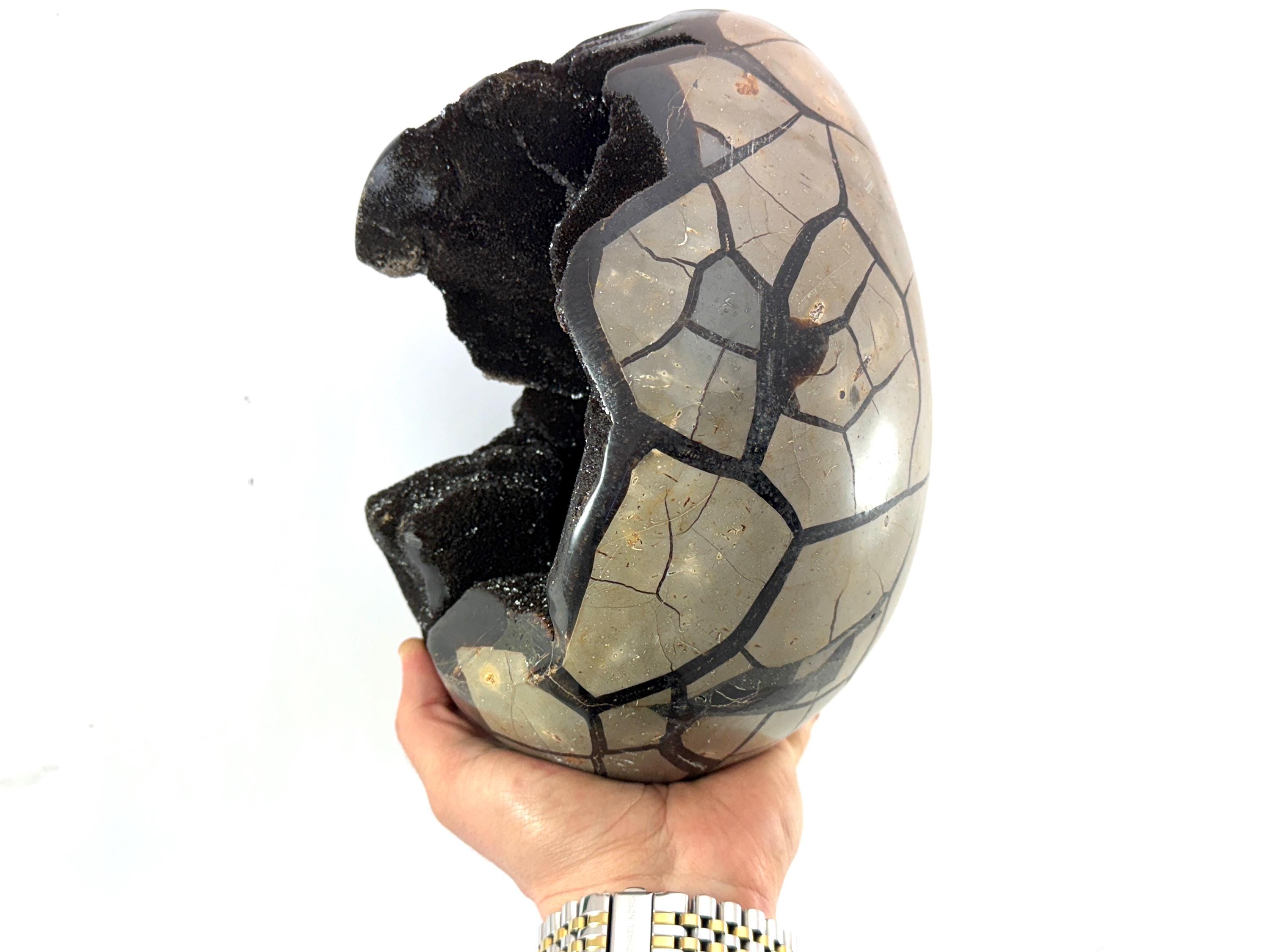 セプタリアン 特大サイズ卵 Extra Large Septarian Dragon Egg – Polished Stone Egg From