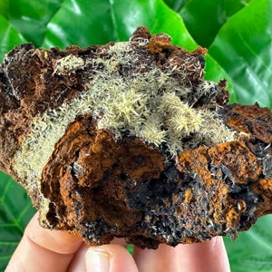 May include: A close-up of a brown and black rock with white, feathery crystals growing on it. The rock is being held in a hand.