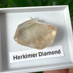 Könnte beinhalten: Ein Herkimer-Diamantkristall in einer weißen Präsentationsbox. Der Kristall hat eine hellbernsteinfarbene Farbe mit sichtbaren Facetten und Einschlüssen. Ein Etikett darunter lautet "Herkimer Diamond".