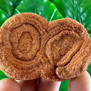 Large Stromatolite from Morocco,Fossil Specimen,Raw Stromatolite Fossil,rough fossilized algae for grounding and meditation,Moroccan Fossil,