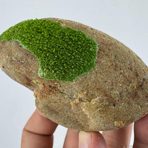 May include: A smooth, oval-shaped brown river stone featuring a textured patch of vibrant green moss on its upper surface. The stone has a natural, weathered appearance with subtle variations in color and a granular, earthy texture throughout.