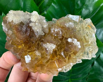 Puede incluir: Un cúmulo de cristales de fluorita amarillos con un aspecto vítreo y translúcido. Los cristales están dispuestos en un patrón aleatorio, creando una exhibición única e interesante.