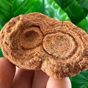 Stromatolite from Morocco,Fossil Specimen,Raw Stromatolite Fossil,rough fossilized algae for grounding and meditation,Moroccan Fossil,
