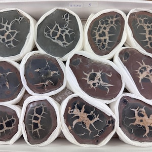 May include: A collection of eleven polished septarian nodules arranged in a cardboard box. Each stone is wrapped in white paper and features dark brown or grey surfaces with intricate, light-coloured crystalline vein patterns throughout.