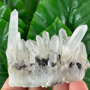 Pode incluir: Um aglomerado de cristais de quartzo transparente com terminações pontiagudas. Os cristais têm uma aparência translúcida com algumas inclusões pretas. O quartzo está contra um fundo de folhas verdes vibrantes.