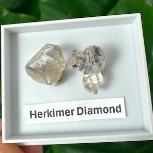 Peut inclure: Deux diamants Herkimer présentés dans un plateau carré blanc. Les cristaux transparents présentent des inclusions, et l'étiquette en dessous indique "Herkimer Diamond". L'arrière-plan est vert flou.