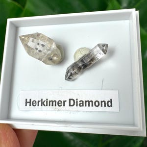 Peut inclure: Deux cristaux de quartz Herkimer Diamond transparents à double terminaison présentés dans une petite boîte en plastique blanc. Les cristaux sont fixés sur de la pâte adhésive blanche. Une étiquette blanche avec le texte noir Herkimer Diamond est collée en dessous.
