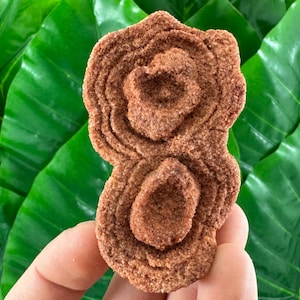 Large Stromatolite from Morocco,Raw Stromatolite Fossil,rough fossilized algae for grounding and meditation,Moroccan Fossil, N1
